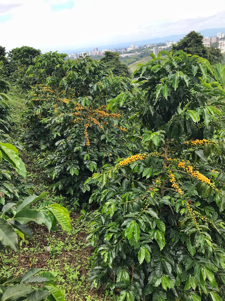 Coffee Farm Organic